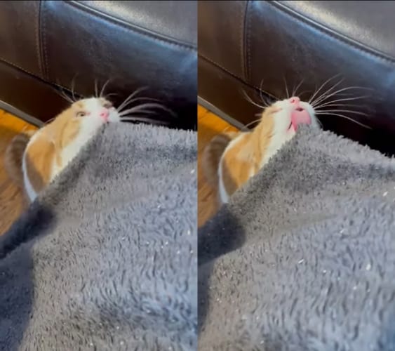 もしかして美味しいの？大好きなブランケットをペロペロ舐めて堪能する猫