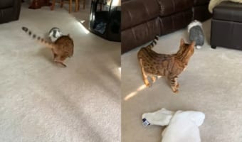 遊びたくて構って欲しい猫と、ひとりでいたいクールなウサギ。そばに行きたい猫をウサギは近寄らせません!!