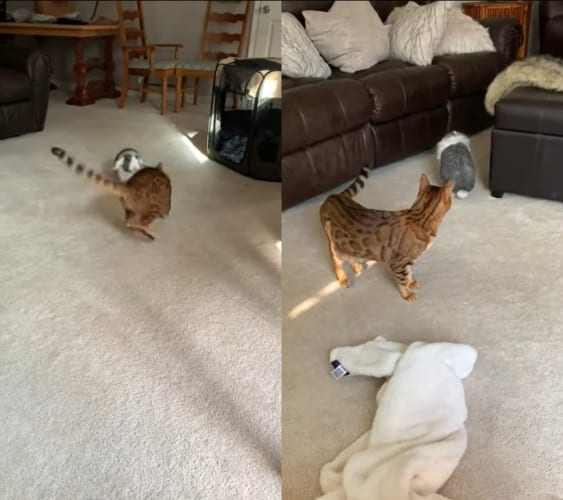 遊びたくて構って欲しい猫と、ひとりでいたいクールなウサギ。そばに行きたい猫をウサギは近寄らせません！！