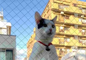 「さすがにそれ驚くから、もう少し猫らしくしてもらいたい」ベランダから部屋の様子を伺う猫の立ち姿にビックリ！！まるで人間が立っているみたい？！