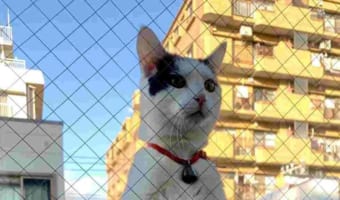 「さすがにそれ驚くから、もう少し猫らしくしてもらいたい」ベランダから部屋の様子を伺う猫の立ち姿にビックリ！！まるで人間が立っているみたい？！