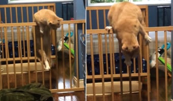 「ニャンとしてもここを超えてみせる！！」なんとかしてペットフェンスの向こうに行きたい猫。ジタバタした結果、なんとかフェンスに乗ることができました！！