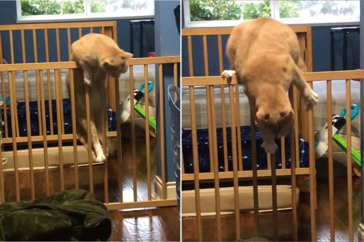 「ニャンとしてもここを超えてみせる！！」なんとかしてペットフェンスの向こうに行きたい猫。ジタバタした結果、なんとかフェンスに乗ることができました！！