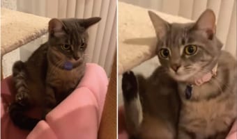 後ろ足で頭を掻きたい猫。けど、そこにいたままだと頭を掻くことは・・・、たぶんできないよ?