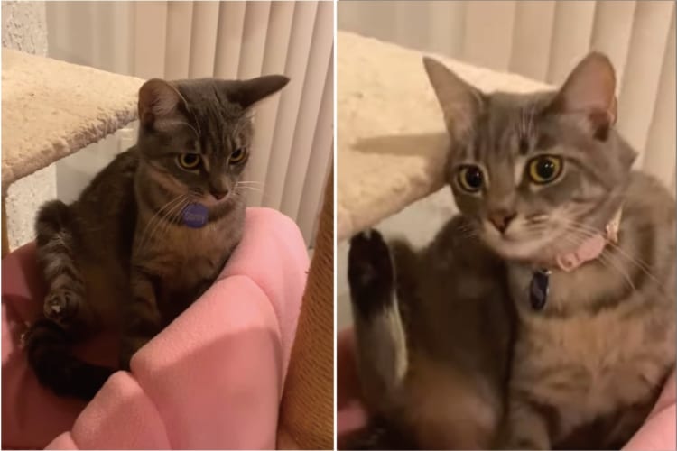 後ろ足で頭を掻きたい猫。けど、そこにいたままだと頭を掻くことは・・・、たぶんできないよ？