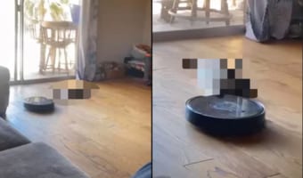 ズルズル、ズルズル・・・。ルンバに乗って遊ぶ猫を見かけることはあるけれど・・・、こんな楽しみ方もあったの!?