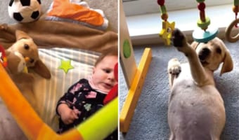 まるで双子みたい！いっしょになってプレイジムでたわむれるのは赤ちゃんと子犬！その姿になんだかほっこり