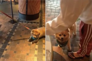 疲れちゃったのかな？地面に寝転んで散歩を続けるのを頑なに拒む子犬でしたが・・・、おやつがもらえるとなると話が別のようです