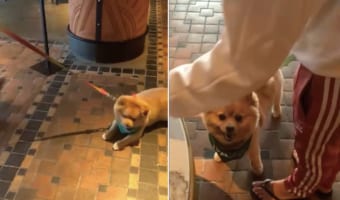 疲れちゃったのかな?地面に寝転んで散歩を続けるのを頑なに拒む子犬でしたが・・・、おやつがもらえるとなると話が別のようです