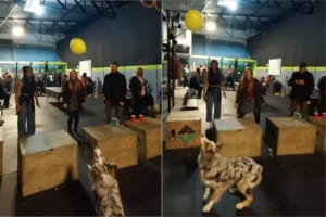 飼い主さんと風船バレーで対戦する犬。ラリーは続き、両者いい勝負をしていますが・・、勝者は果たしてどっちだ！？