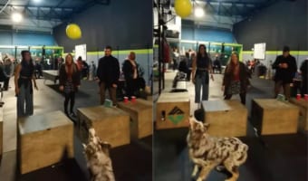 飼い主さんと風船バレーで対戦する犬。ラリーは続き、両者いい勝負をしていますが・・、勝者は果たしてどっちだ！？