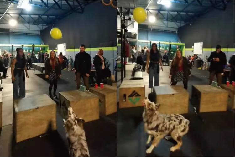 飼い主さんと風船バレーで対戦する犬。ラリーは続き、両者いい勝負をしていますが・・、勝者は果たしてどっちだ！？