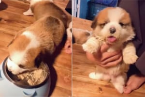 もふもふまんまるでかわいい子犬。ご飯がとてもおいしいようで、口の周りがご飯だらけになっちゃっているのも、たまらなくかわいい！！