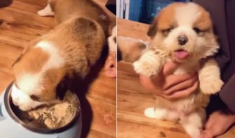 もふもふまんまるでかわいい子犬。ご飯がとてもおいしいようで、口の周りがご飯だらけになっちゃっているのも、たまらなくかわいい！！