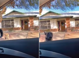 【想定外】帰宅した飼い主さんに愛犬が飛びつくシーンはよく見るけど、このベルジアンマリノアは大胆すぎる！