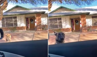 【想定外】帰宅した飼い主さんに愛犬が飛びつくシーンはよく見るけど、このベルジアンマリノアは大胆すぎる!