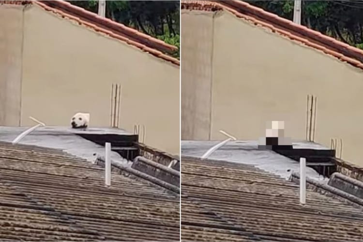どう見ても犬に見えるけど、実はこれ犬ではなく別の生物なのです！まさかの展開に驚いた！
