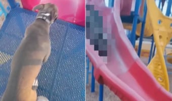 スベリ台で遊びたい子犬。なかなかうまく滑りはじめることはできませんでしたが・・・、滑り降りる姿はとても楽しそう！！