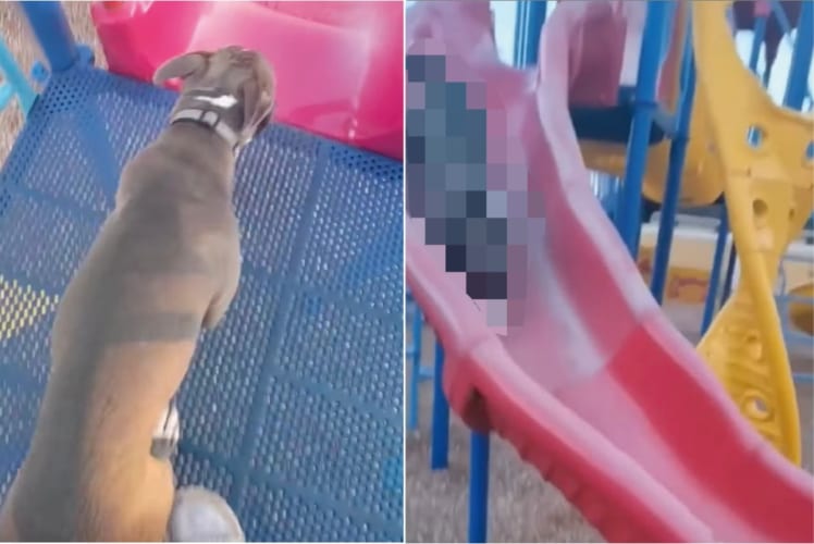 スベリ台で遊びたい子犬。なかなかうまく滑りはじめることはできませんでしたが・・・、滑り降りる姿はとても楽しそう！！