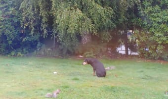 動くと逃げちゃうかもしれないから・・・。庭を元気に駆け回るリスの横で、彫刻のようにじっと動かない心優しいドーベルマン