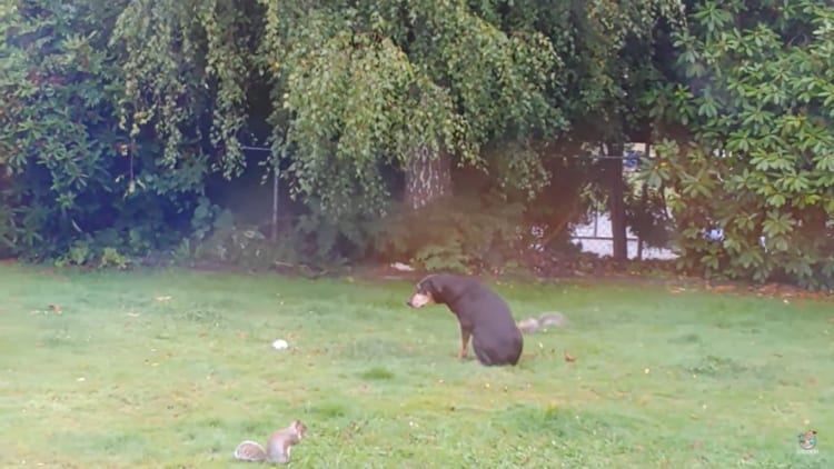 動くと逃げちゃうかもしれないから・・・。庭を元気に駆け回るリスの横で、彫刻のようにじっと動かない心優しいドーベルマン