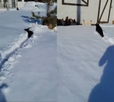 雪の中を進んでいく小柄な犬。その跳ねるように進む姿は海面を泳ぐイルカのよう！！