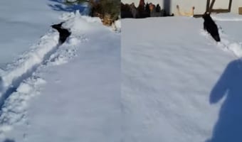 雪の中を進んでいく小柄な犬。その跳ねるように進む姿は海面を泳ぐイルカのよう!!