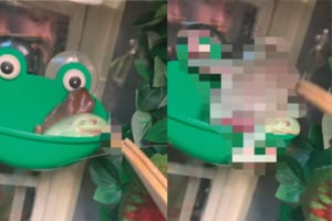「それもらったぁ！！」飼育しているカエルに食事を与えようとしたら・・・。思わぬところからご飯を奪いにジャンプしてカットインして来る子がいたのです！！