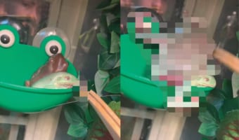 「それもらったぁ!!」飼育しているカエルに食事を与えようとしたら・・・。思わぬところからご飯を奪いにジャンプしてカットインして来る子がいたのです!!