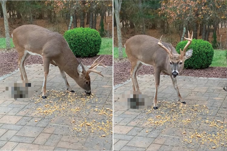 おやつをもぐもぐ食べるシカ。その足元でしれっと食事に混ざっている子もいてかわいい！！