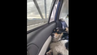 「お家帰りたくない」ビーチでたくさん遊んだ犬は、帰りの車の中で虚脱感しかない姿をしていました