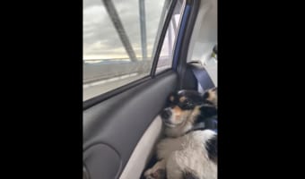 「お家帰りたくない」ビーチでたくさん遊んだ犬は、帰りの車の中で虚脱感しかない姿をしていました