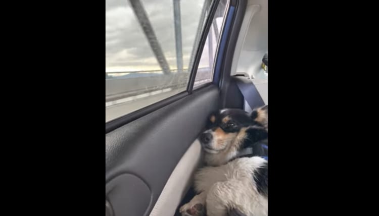 「お家帰りたくない」ビーチでたくさん遊んだ犬は、帰りの車の中で虚脱感しかない姿をしていました