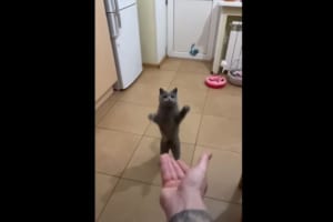 猫がおやつをスーパーキャッチ！飼い主さんが放り投げたおやつをジャンプして見事にゲットしました！！