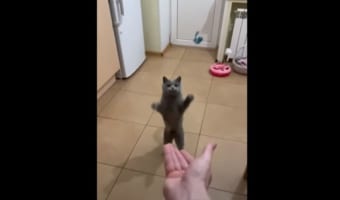 猫がおやつをスーパーキャッチ!飼い主さんが放り投げたおやつをジャンプして見事にゲットしました!!