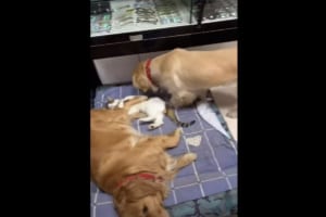 「ニャ〜！」と大きな悲鳴が！お昼寝していた猫の隣にやってきた同居犬。このあと、のんびり寝ていた猫にとんでもなく哀れな不幸が！！