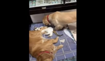 「ニャ〜！」と大きな悲鳴が！お昼寝していた猫の隣にやってきた同居犬。このあと、のんびり寝ていた猫にとんでもなく哀れな不幸が！！