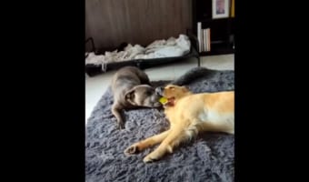 【両者一歩も譲らなかった形跡がそこに】仲良くお昼寝している犬たち。ところがその口元を見ると・・・、オモチャを半分ずつくわえたまま寝落ちしているのでした