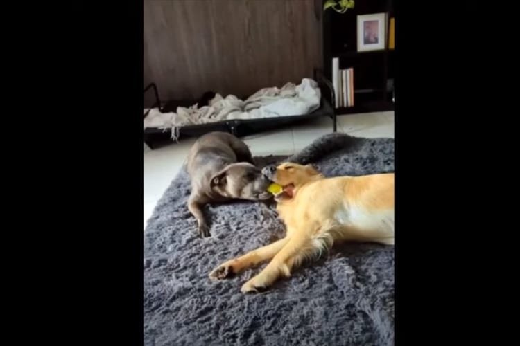 【両者一歩も譲らなかった形跡がそこに】仲良くお昼寝している犬たち。ところがその口元を見ると・・・、オモチャを半分ずつくわえたまま寝落ちしているのでした