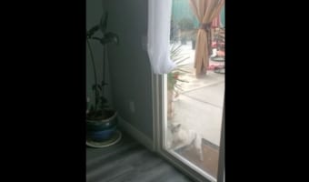 掃き出し窓を開けようと奮闘する猫。まさかこんな大きな窓を開けられる訳なんて・・・、と思いきや見事に開けちゃいました!!