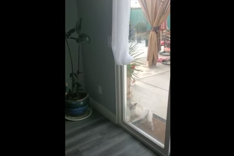 掃き出し窓を開けようと奮闘する猫。まさかこんな大きな窓を開けられる訳なんて・・・、と思いきや見事に開けちゃいました！！