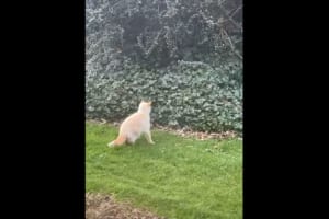 猫のカッコいい姿が見られると思ったのに・・・。獲物を捕らえようとと茂みにダイブする猫。しかしその結末は、シュールかつ哀れなものに・・・