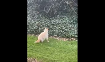 猫のカッコいい姿が見られると思ったのに・・・。獲物を捕らえようとと茂みにダイブする猫。しかしその結末は、シュールかつ哀れなものに・・・