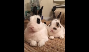 まったり過ごしていたウサギたち。ところが何かの気配を感じたようで、耳を動かし体を起こすのですが、その動きはぴったし同じ!見事にシンクロしていました