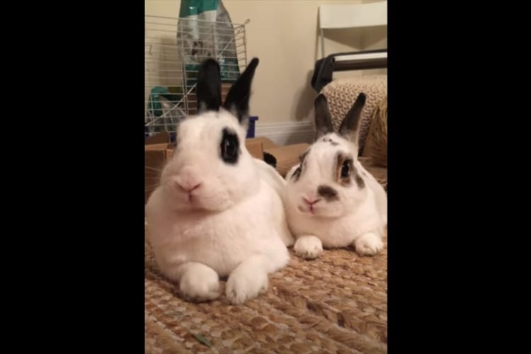 まったり過ごしていたウサギたち。ところが何かの気配を感じたようで、耳を動かし体を起こすのですが、その動きはぴったし同じ！見事にシンクロしていました