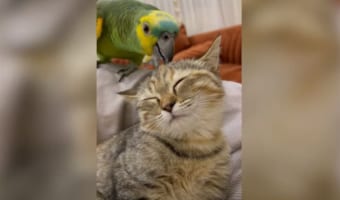 仲良しなインコと猫。インコは猫の毛づくろいをしたり、きょうだいのようにオモチャを取り合ったり！！なんだか毎日にぎやかそう