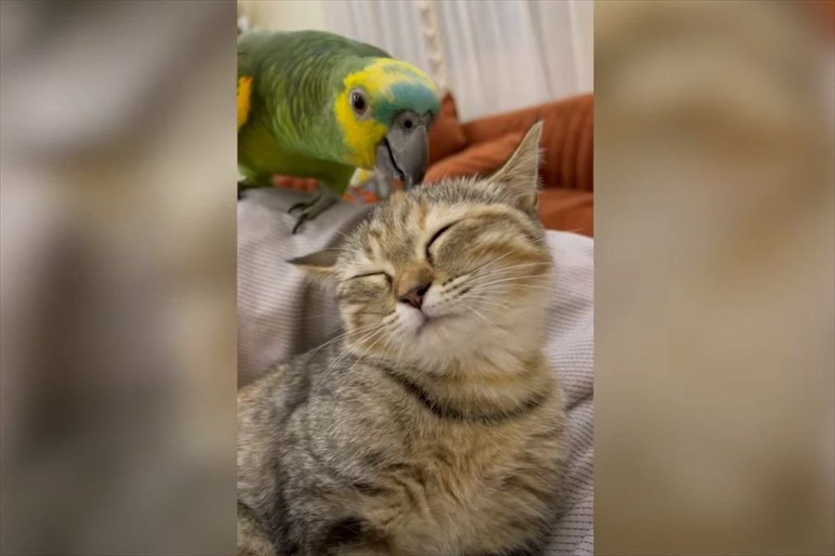 仲良しなインコと猫。インコは猫の毛づくろいをしたり、きょうだいのようにオモチャを取り合ったり！！なんだか毎日にぎやかそう