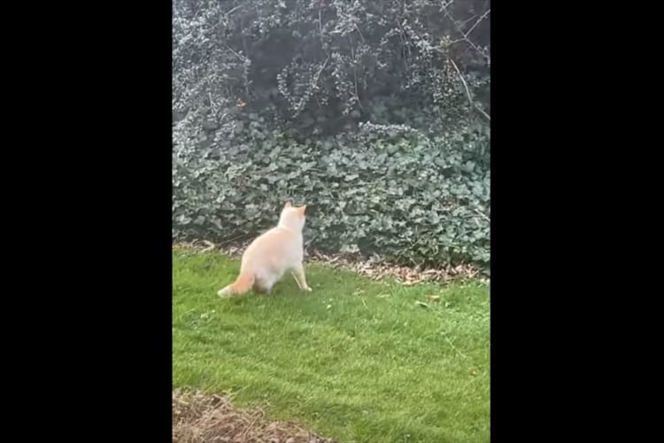 猫のカッコいい姿が見られると思ったのに・・・。獲物を捕らえようとと茂みにダイブする猫。しかしその結末は、シュールかつ哀れなものに・・・