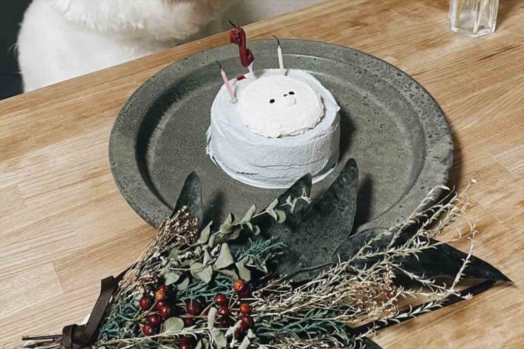 「人間が死闘の末に作ったケーキを前にする表情じゃないんよ」誕生日ケーキの前に座るビションフリーゼ、その表情が話題に！