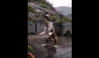 雨の中ウッドデッキではしゃいで遊ぶイングリッシュブルテリア。ところが興奮しすぎたようで・・・、豪快なハプニングが！！